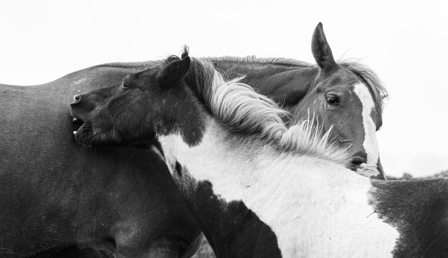 A moment of mutual grooming between a pair of free-roaming horses we encountered on a remote hike on the northern tip of Cape Breton Island, Nova Scotia.

https://postly.link/N95/

#horses #horsesinblackandwhite #blackandwhite #equinephotography #bla