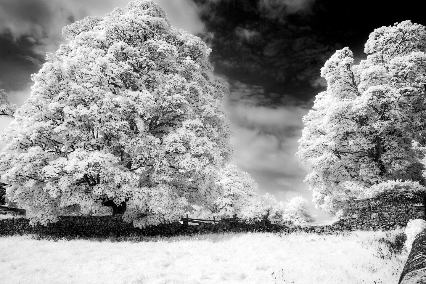 A black and white version of a &quot;frosty&quot; scene with giant oak trees and ancient stone walls in the Irish countryside.

Actually, it was May, and I took this photo with a camera that had been converted to capture infrared light, just outside 