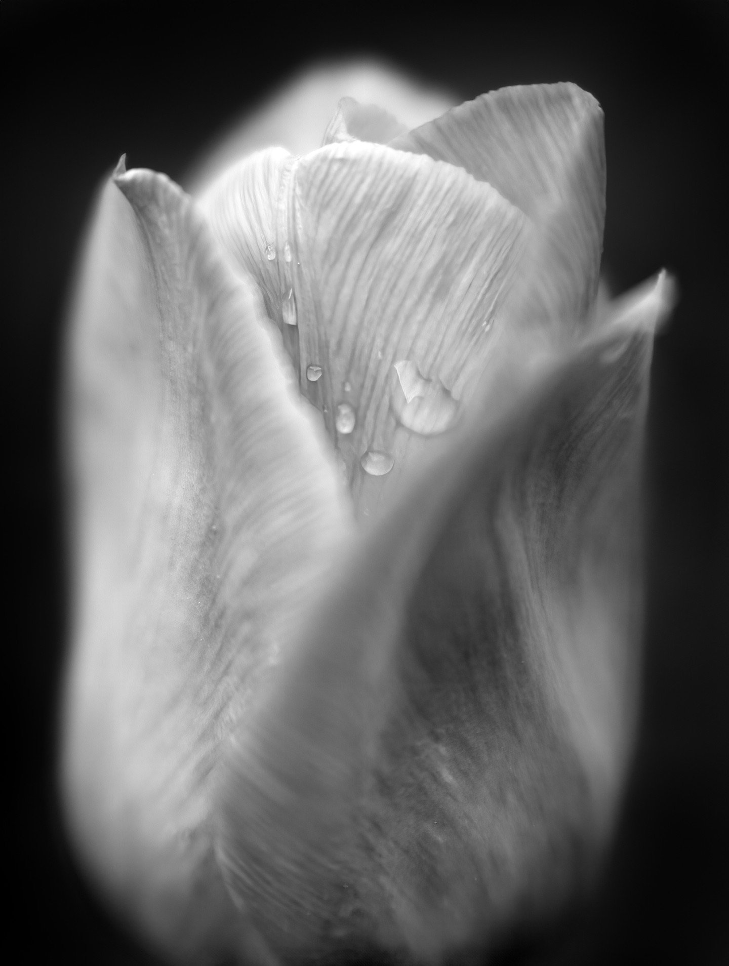 A close-up black and white photo captures the delicate texture of a tulip's petals, with a few droplets of water adorning its surface. The focus is soft, contributing to the image's dreamlike quality and highlighting the subtle details of the flower.