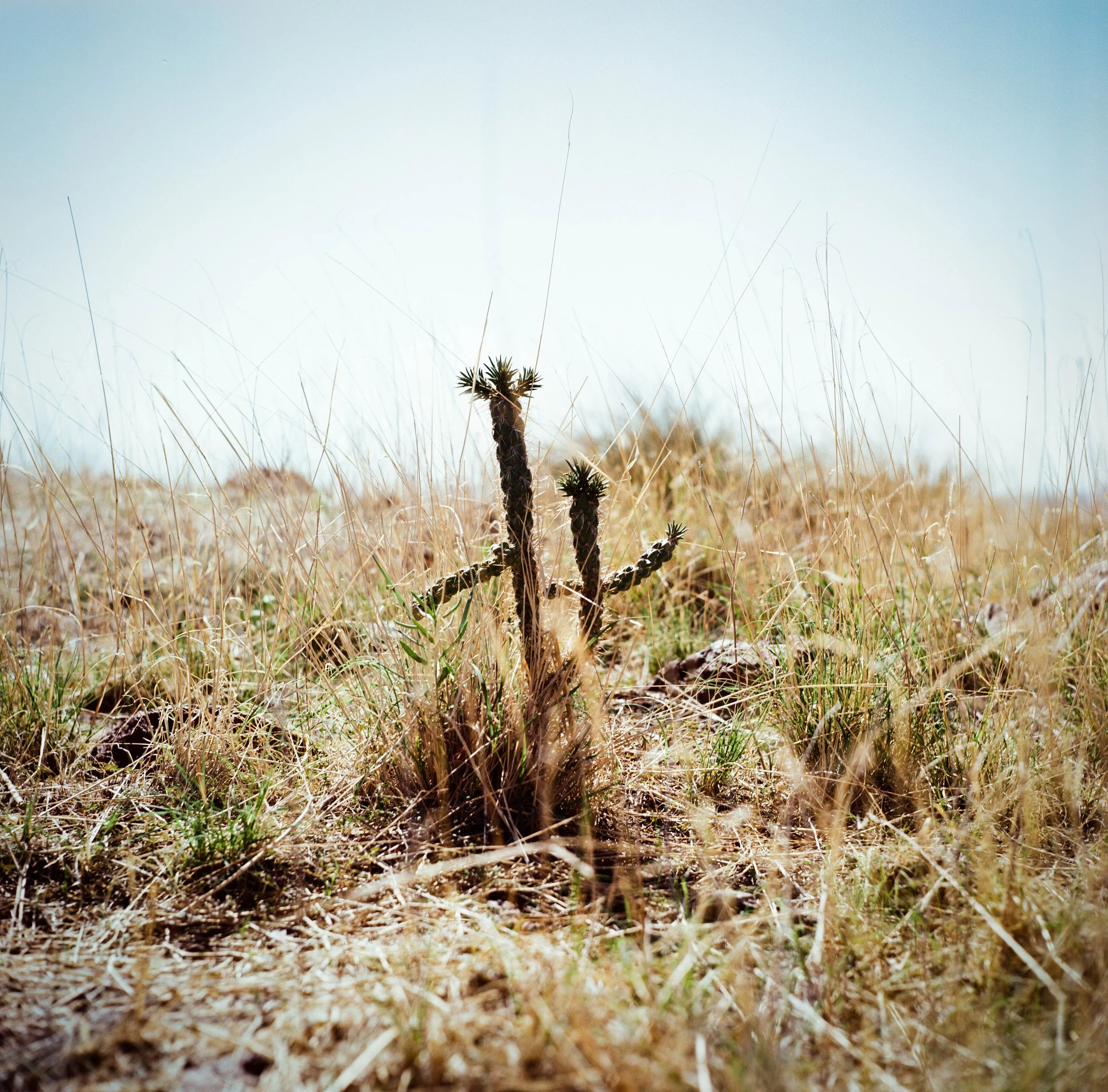 FortDavis-2.jpg