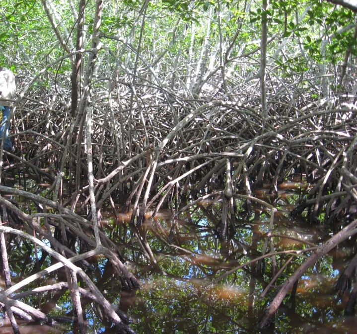 Mangroves: An Asset for biodiversity and livelihood