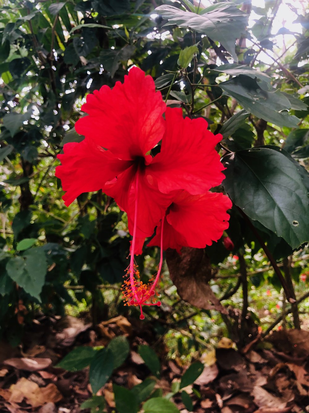 Flowers: Parador Resort Costa Rica