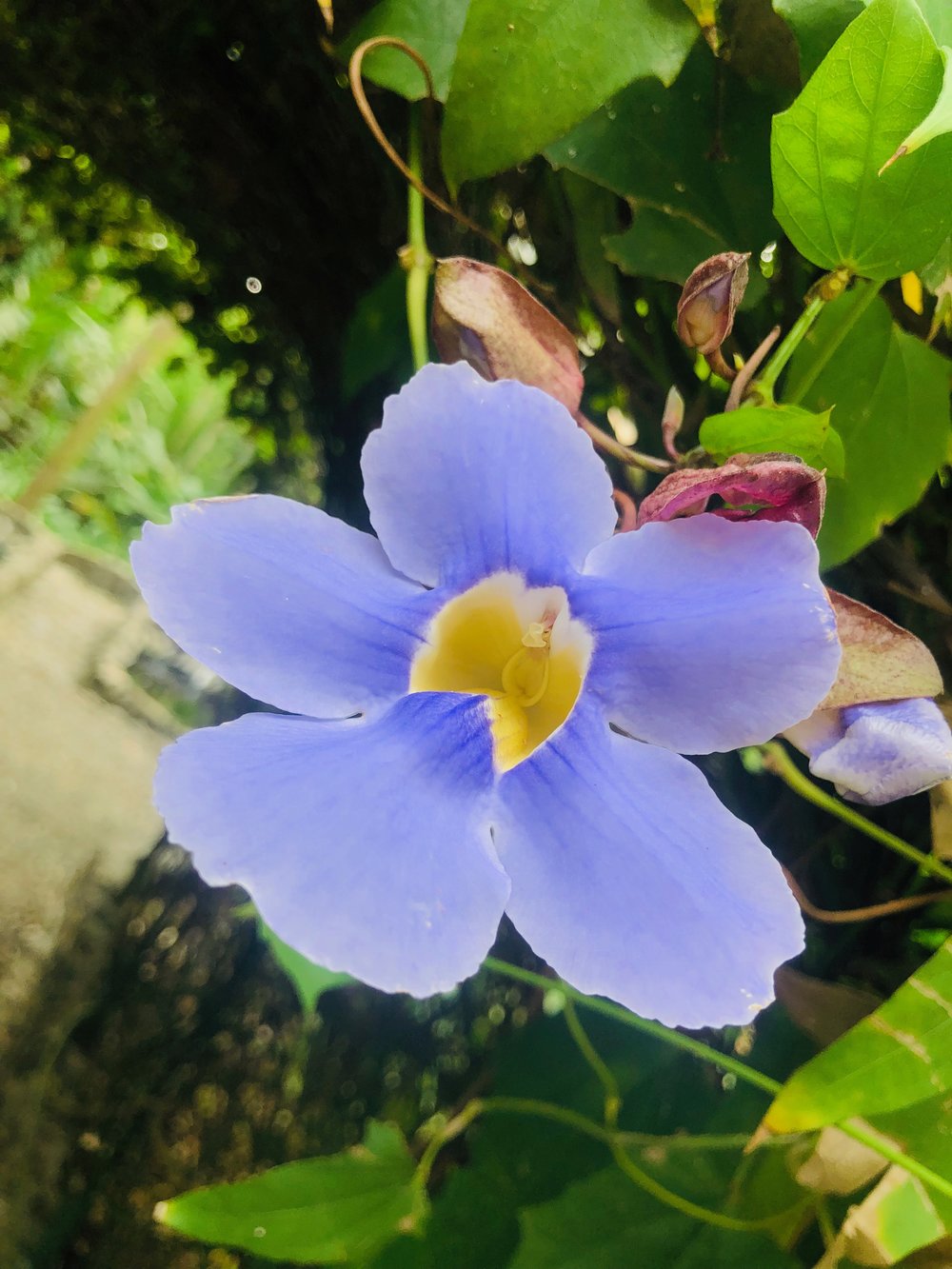 Flowers: Parador Resort Costa Rica