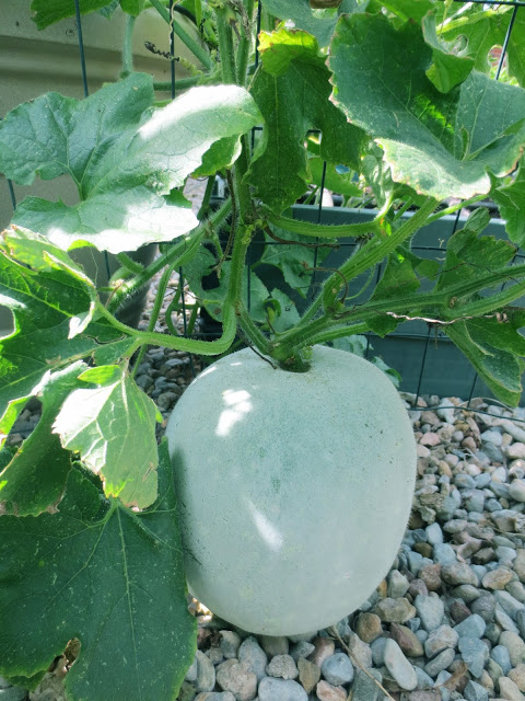 Mature wintermelon / Photo cred: My Winter Garden