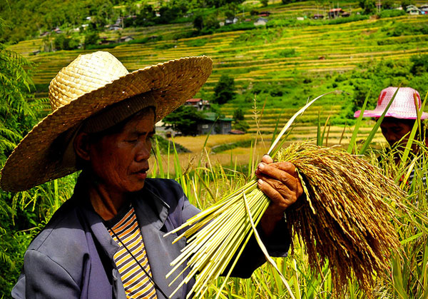 Rice farmers in Los Banos, Laguna / Photo via irri.org