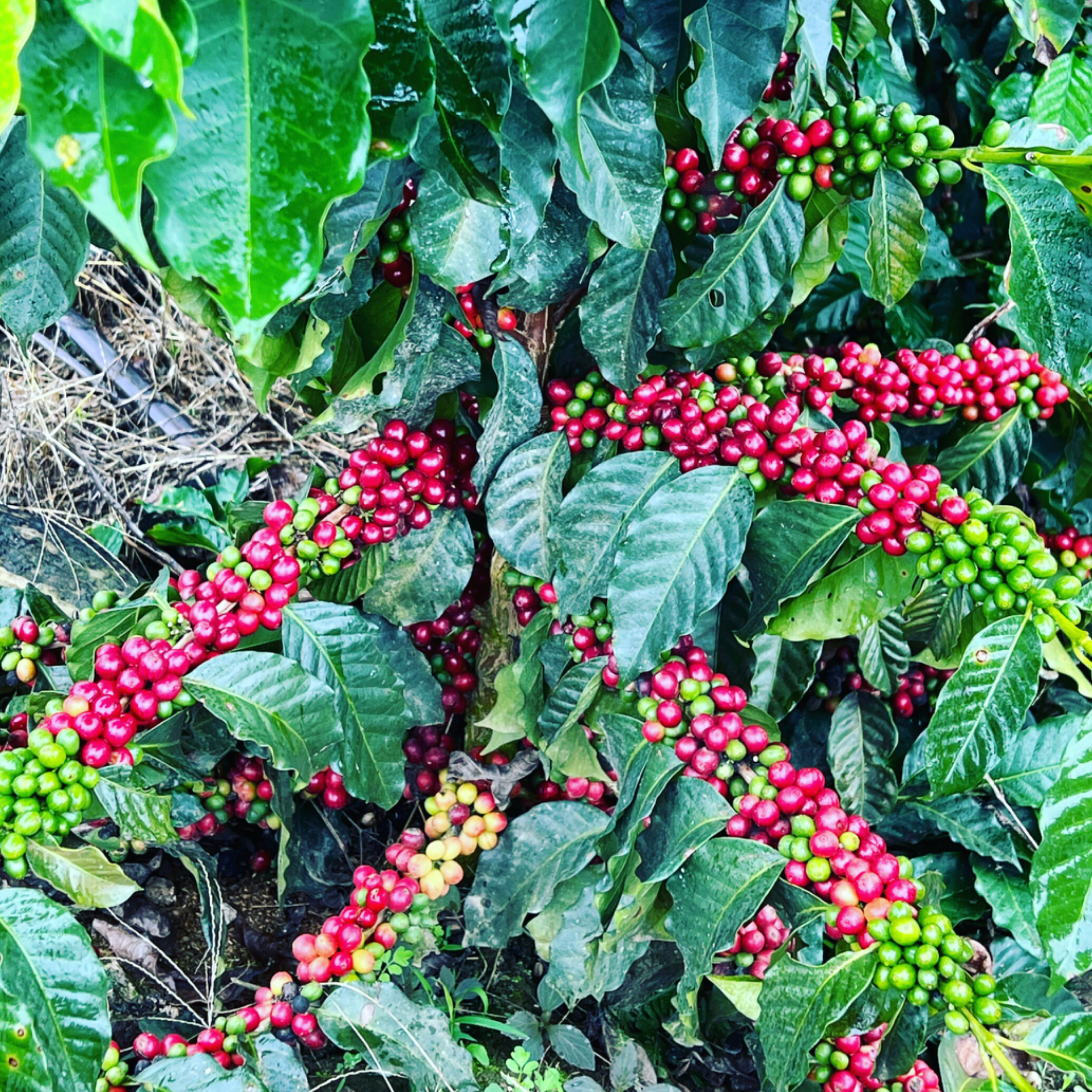 Screenshot+2025-12-02+at+10.30.12%E2%80%AFAM.png (Copy)