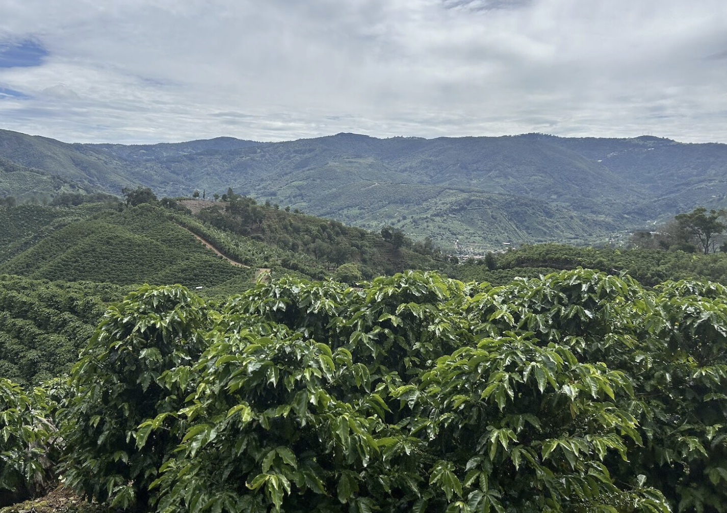 Benicio Gastelo 2.png