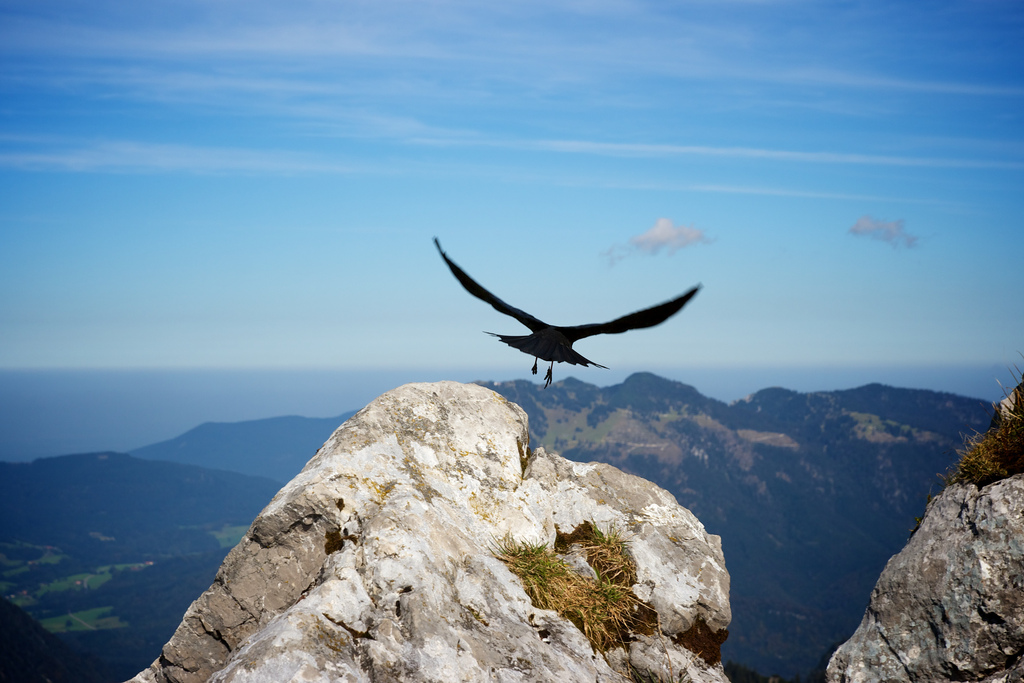 Eagle in flight.jpg