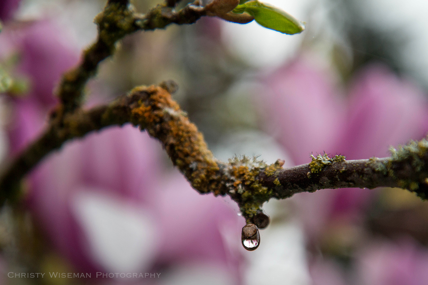 Spring rain drop SQ.jpg