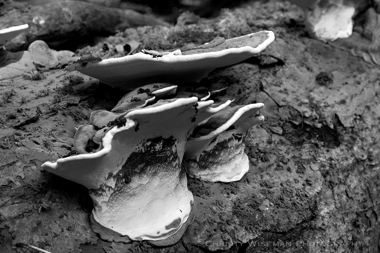 Fungus on Log SQ.jpg