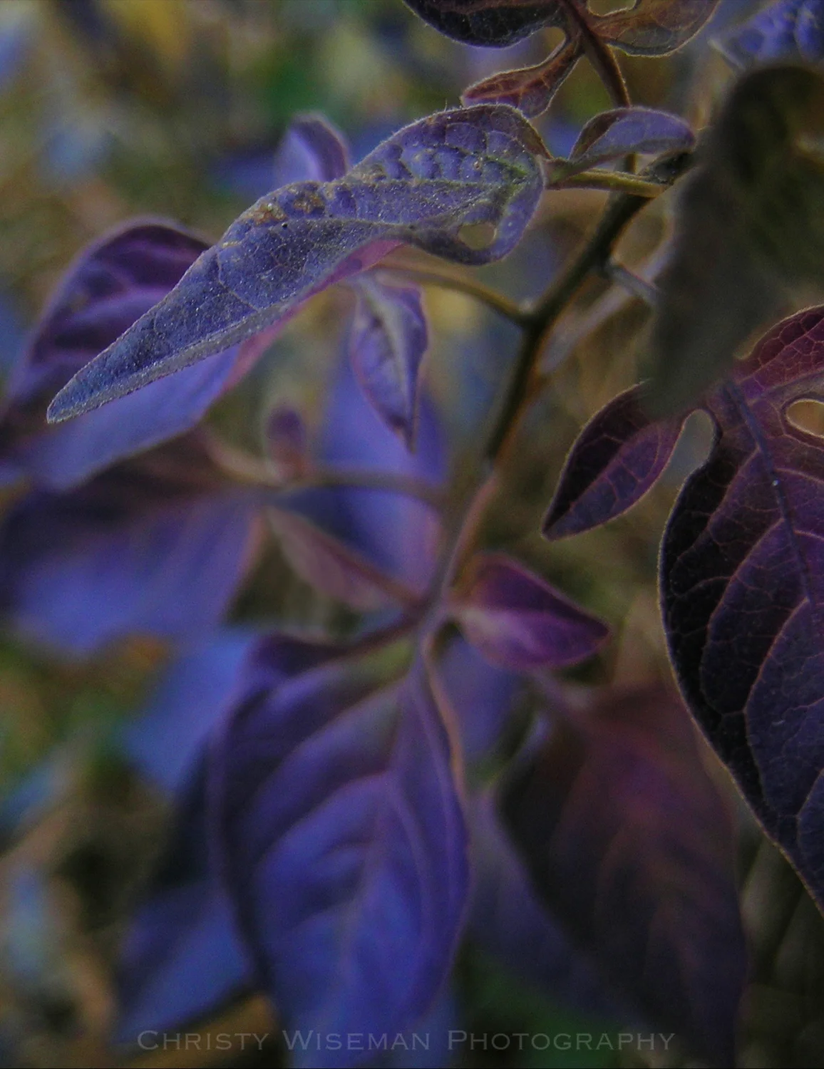 Colorful leaves vert SQ.jpg