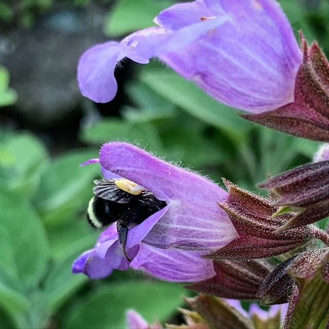 Bee Behind
.
.
#bumblebee #bumblebees🐝  #seattlephotographer #seattlelife #springtime #naturephotography