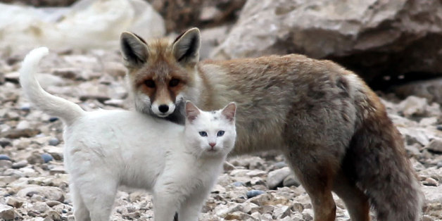 foxCat01.jpg