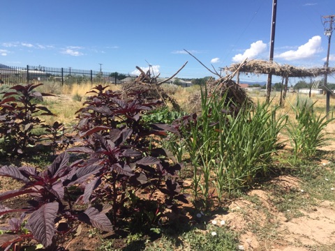 The Native Heritage Garden has been planted by anthropology students from Southern Utah University. 