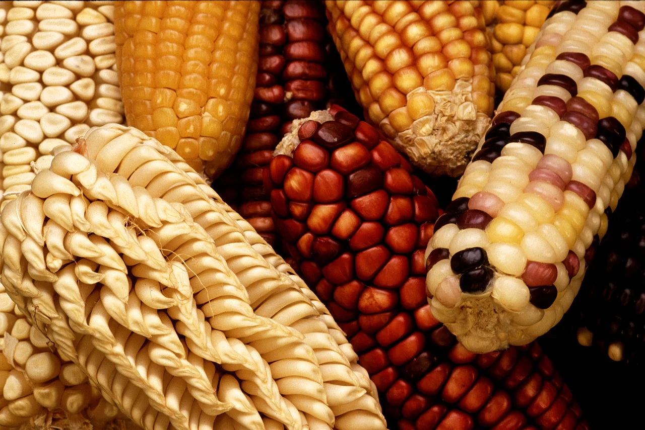 1280px-GEM_corn.jpg