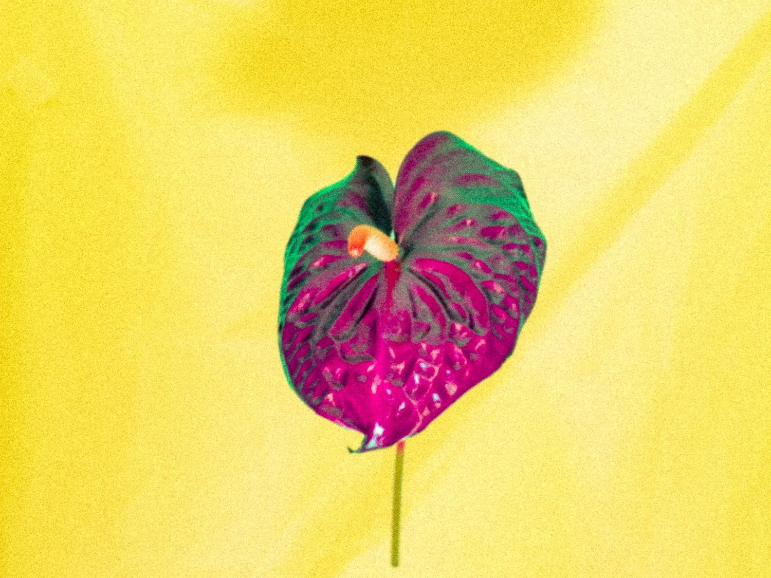 _DSA3378_Web_v1.jpg