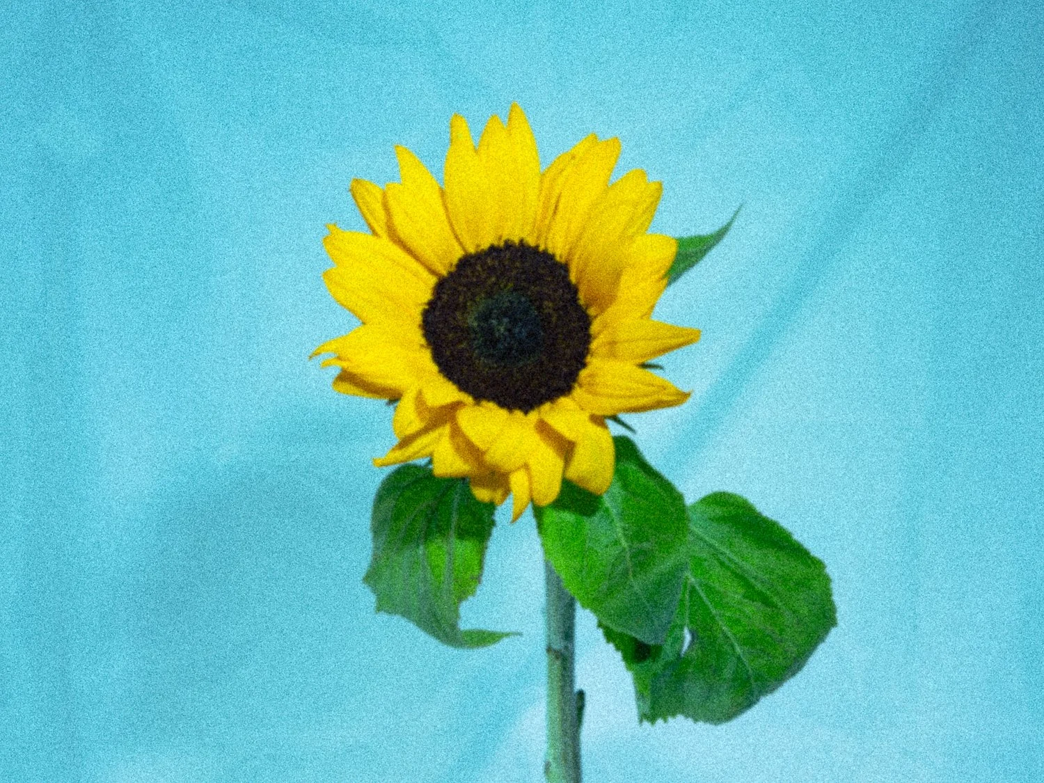 _DSA3477_Web_v1.jpg