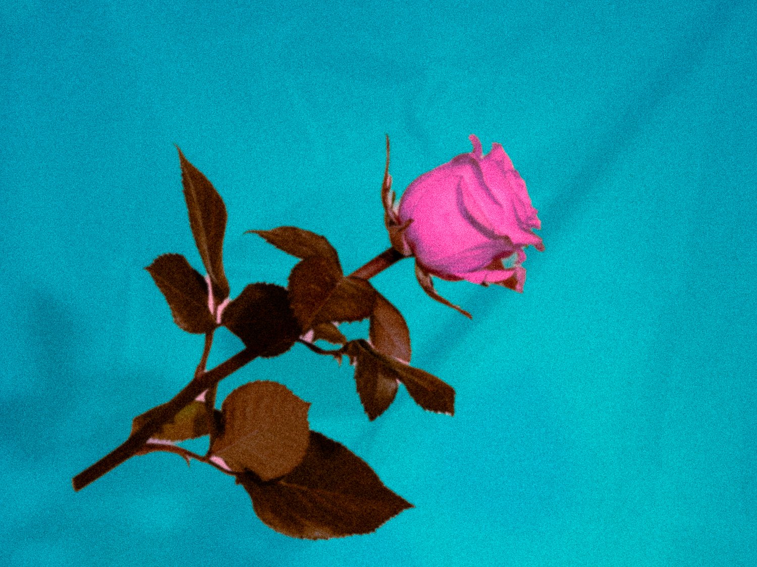 _DSA3593_Web_v1.jpg