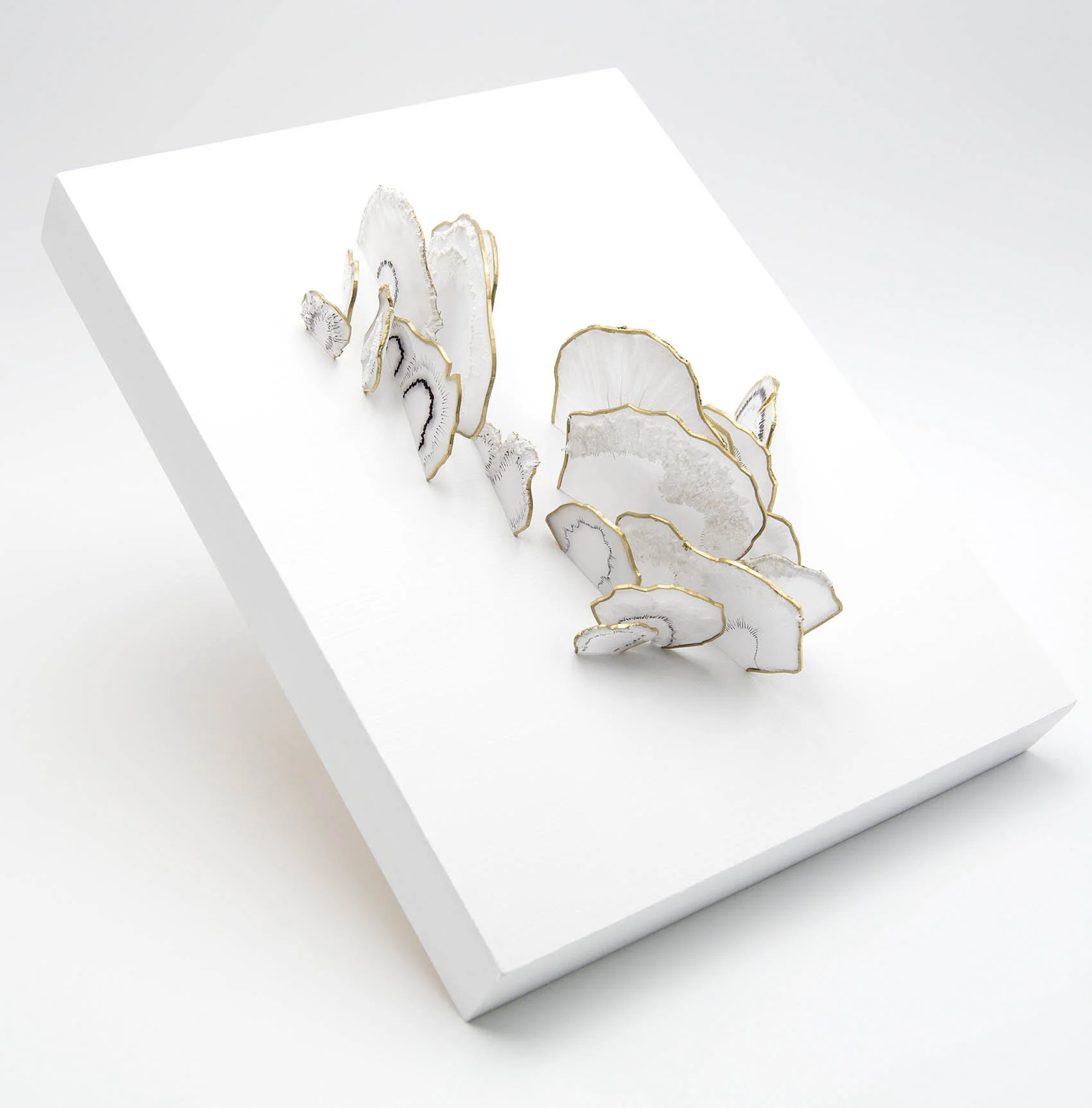 dp3d066-polypore-angle.jpg
