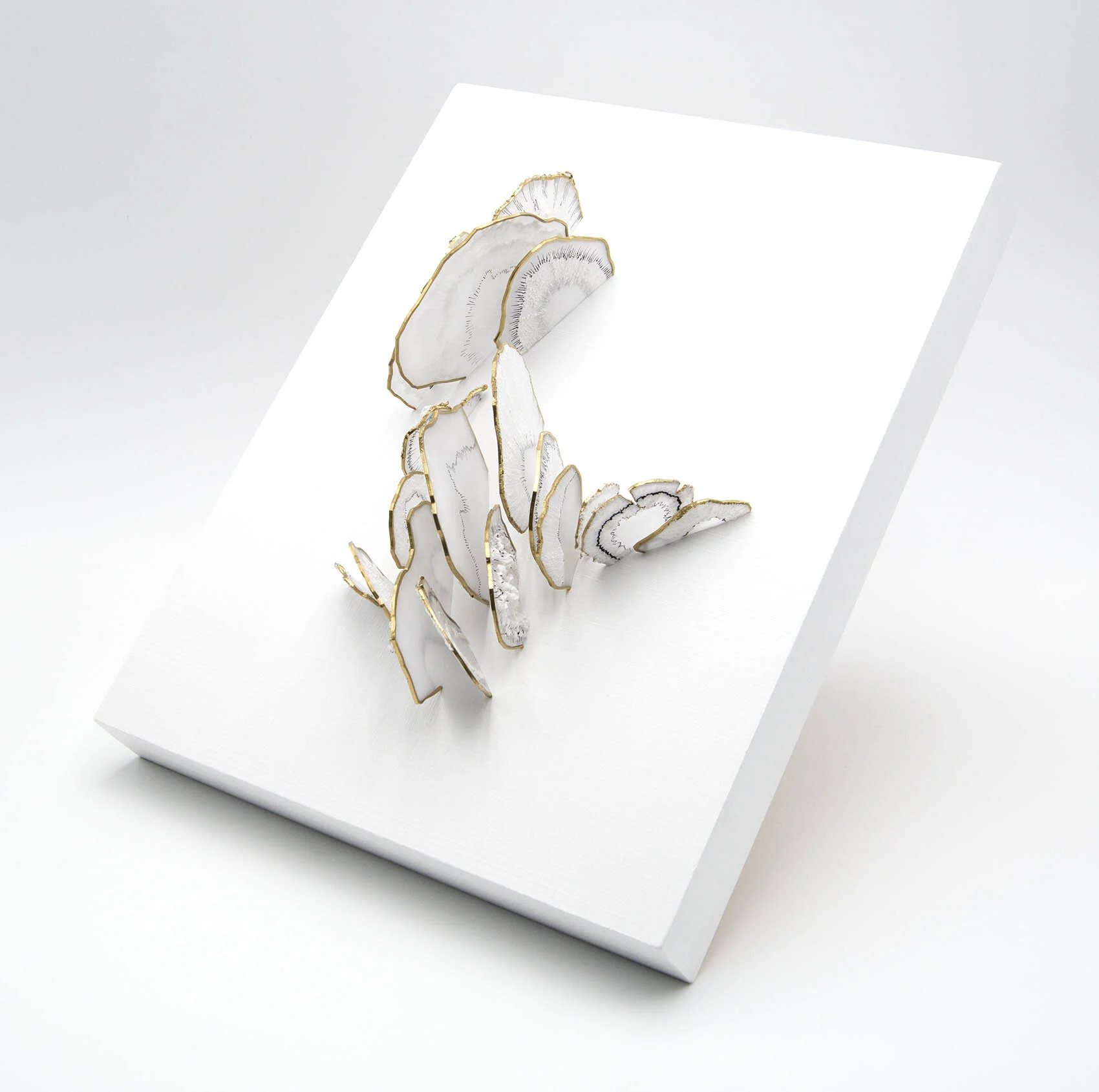dp3d066-polypore-side2.jpg