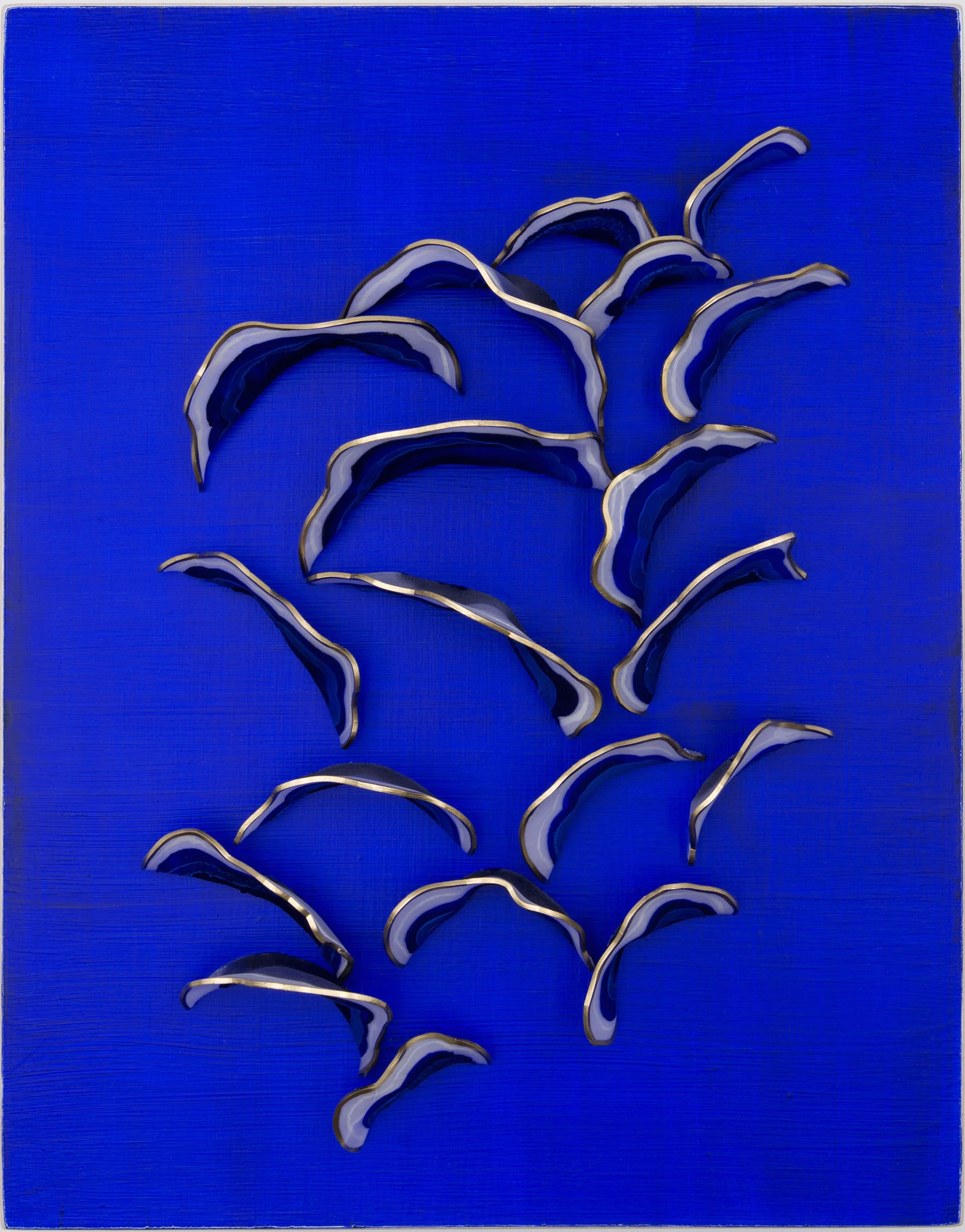 Klein-set Coriolus