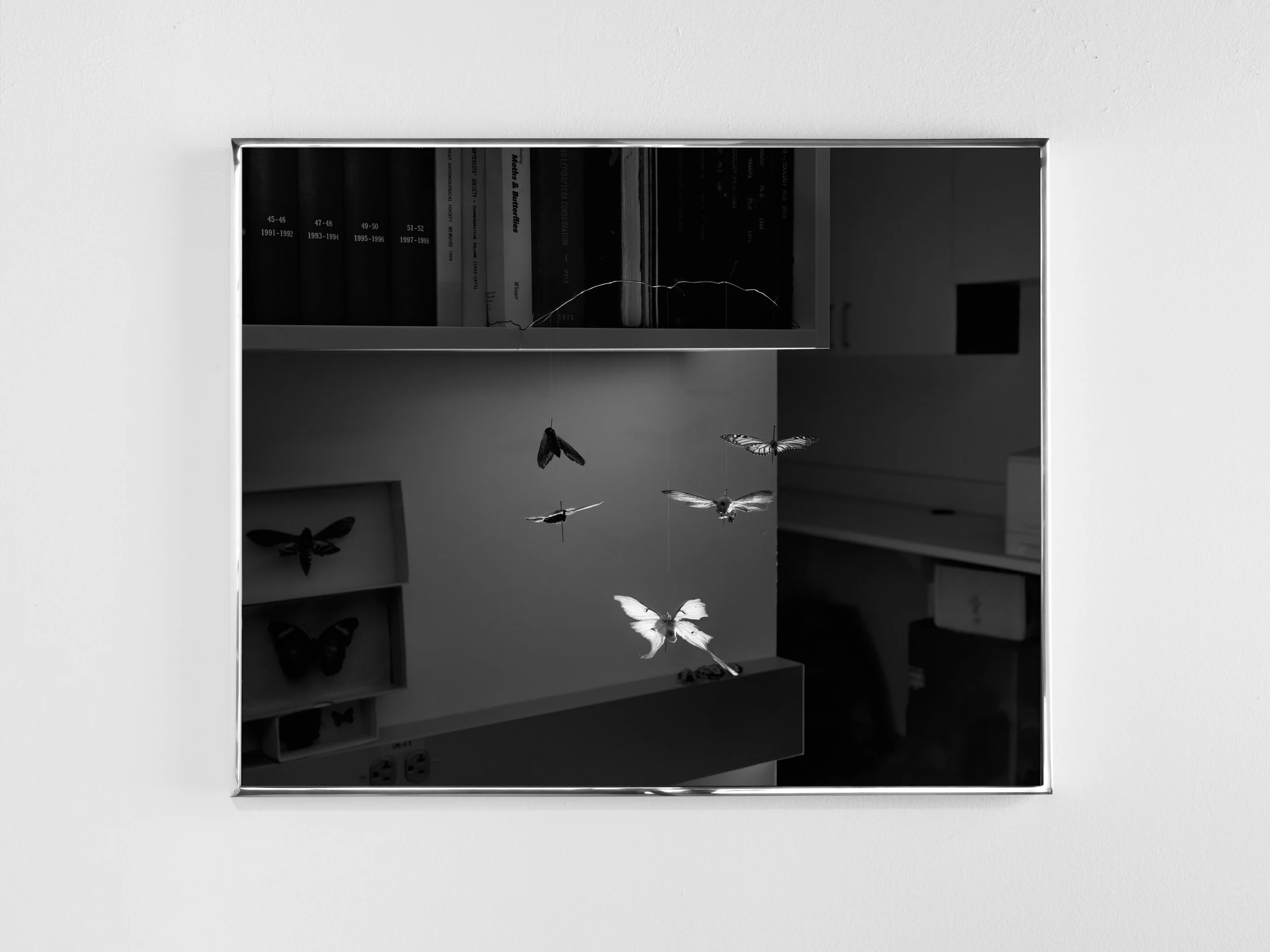 butterflies_framed.jpg