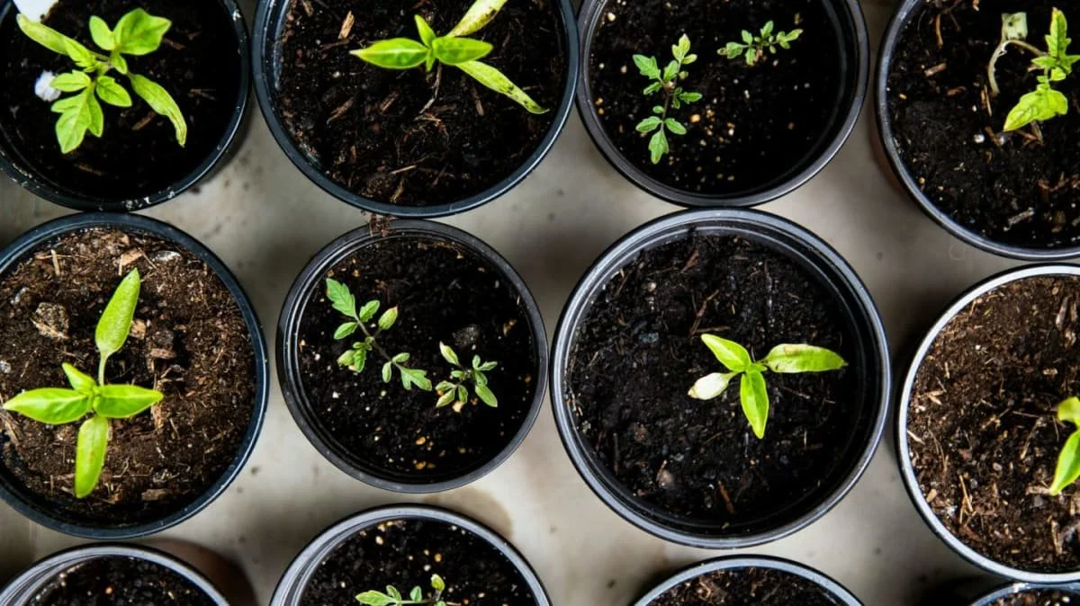 Small Grants, Big Impact: Advancing Food Justice Through Community-Led Action