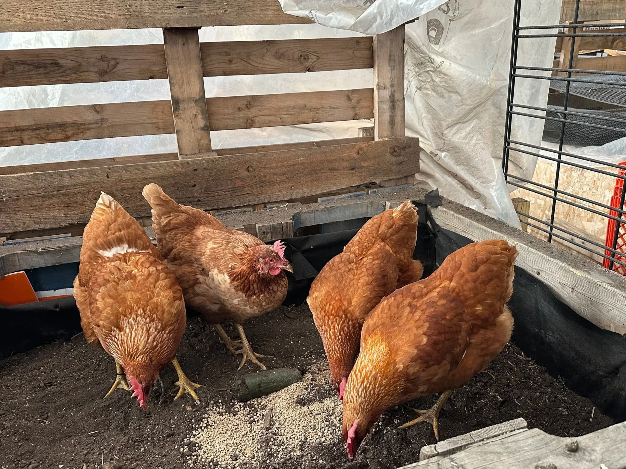 More than a Meal: Lessons from two “Right to Food” Models