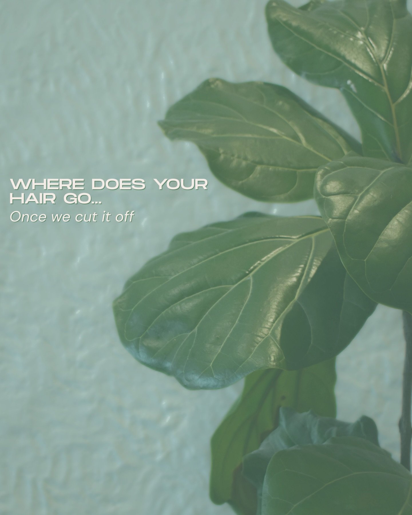 Not just hair ♻️ From colour waste and foils to glass and plastics, Green Circle Salons helps us take care of it all.

Call +1 (780) 433-9922 to book! Or book online with the link in bio!!📲

#lovepoho  #PandHSalon #Ponytailsandhorseshoes #yeghairsal