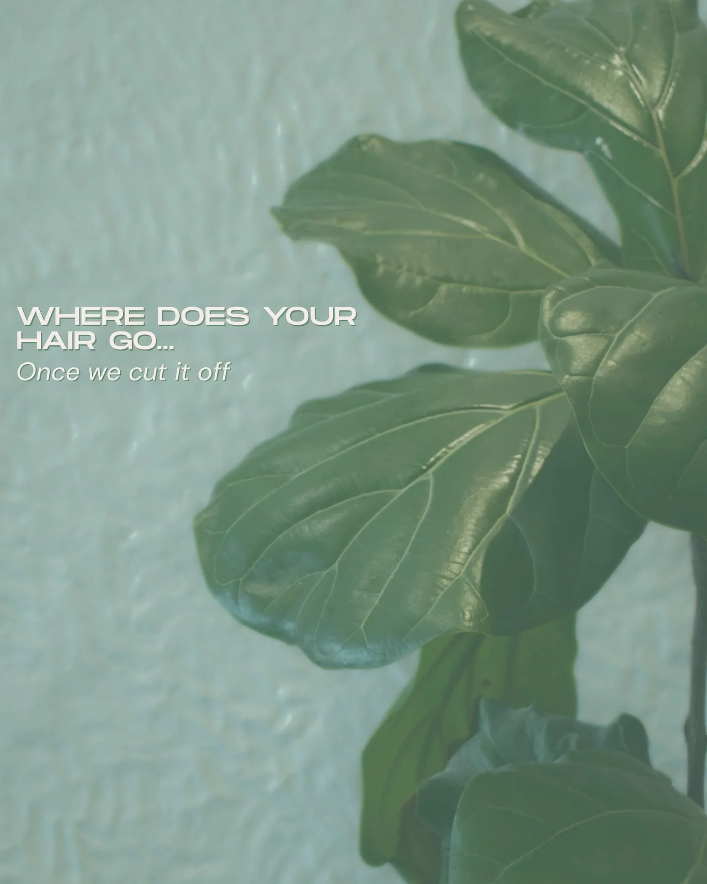 Not just hair ♻️ From colour waste and foils to glass and plastics, Green Circle Salons helps us take care of it all.

Call +1 (780) 433-9922 to book! Or book online with the link in bio!!📲

#lovepoho  #PandHSalon #Ponytailsandhorseshoes #yeghairsal