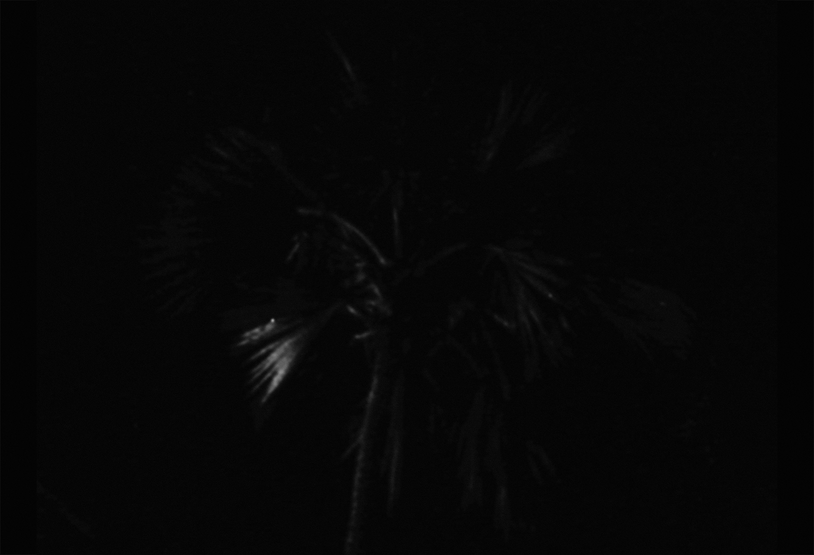 PALM 2016 PHOTOGRAPHY