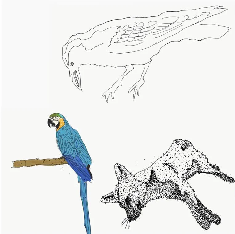 Crow, parrot and dead fox 2018 drawing