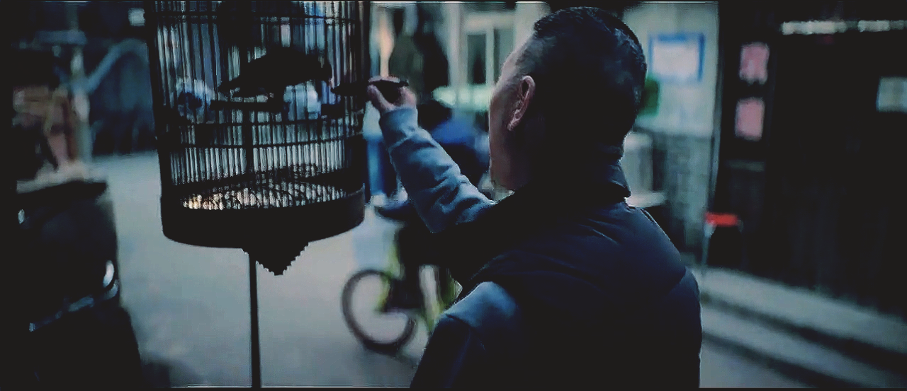 mr six, bird,