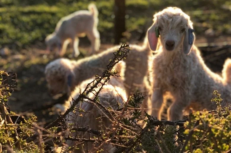 Angora Goat Kids .JPG