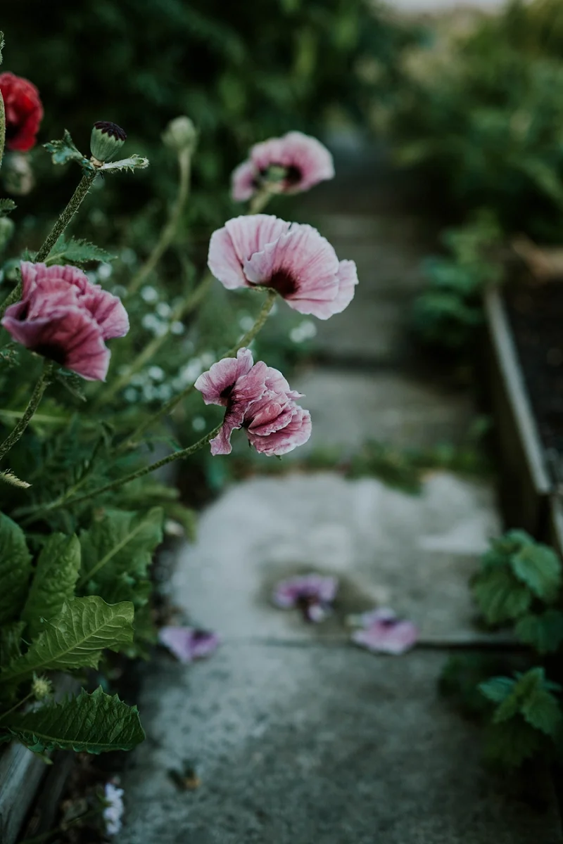 sigridsminde-garden-wedding_4444.jpg