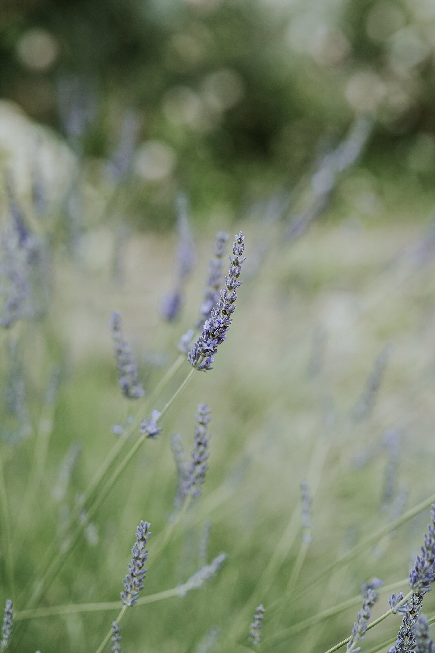 lavender-wedding-flower-inspiration (2).jpg