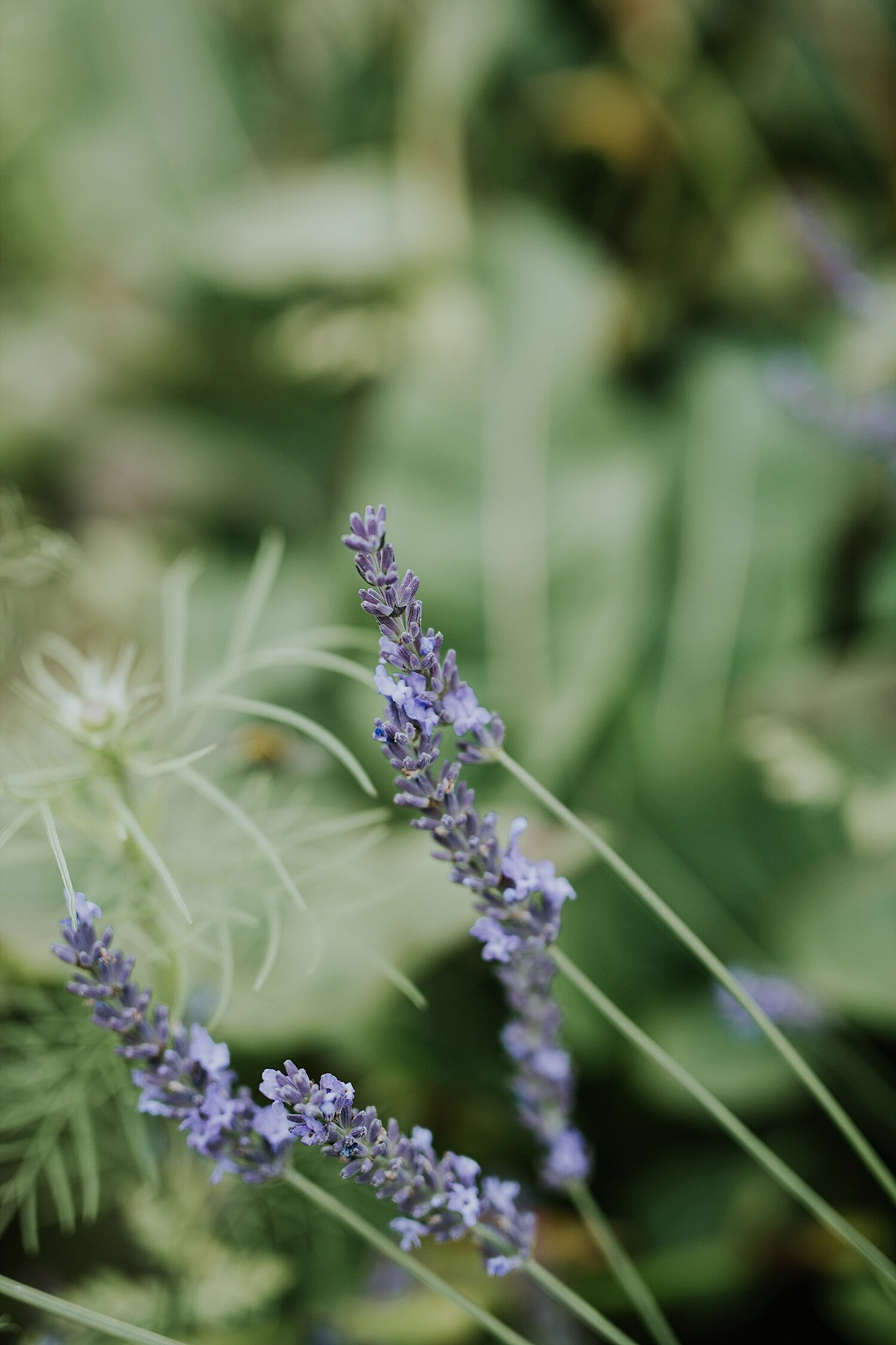 lavender-wedding-flower-inspiration (4).jpg