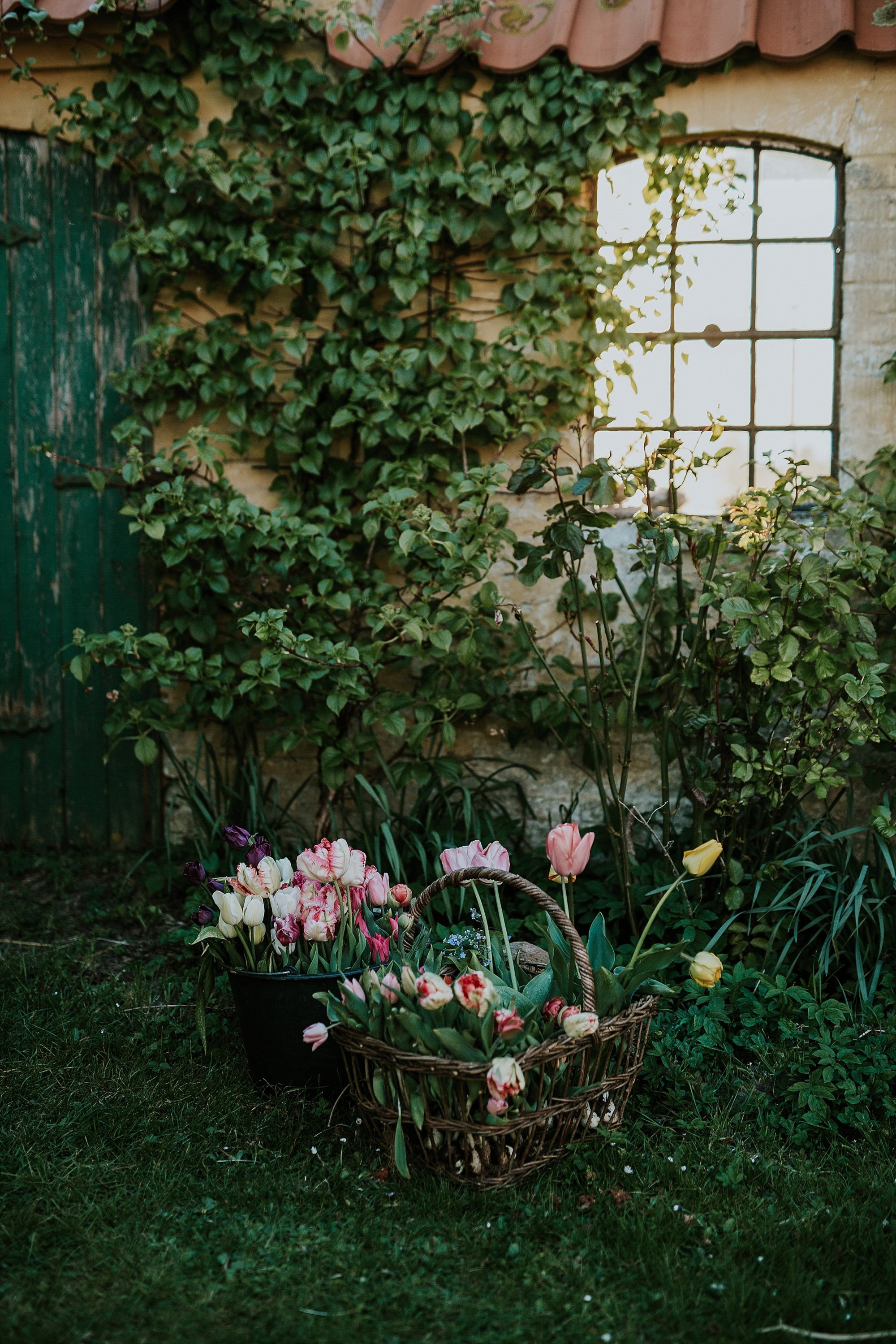 pink tulips in basket on grass in front of ivy covered wall with window | Denmark wedding planners and florist