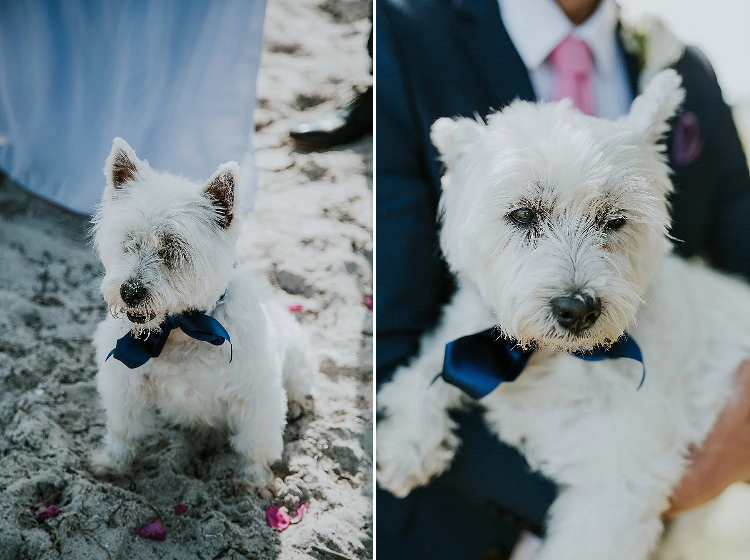 A cute white terrier cuddles on the lap of its newlywed owner at dogfriendly v´beachwedding in Denmark