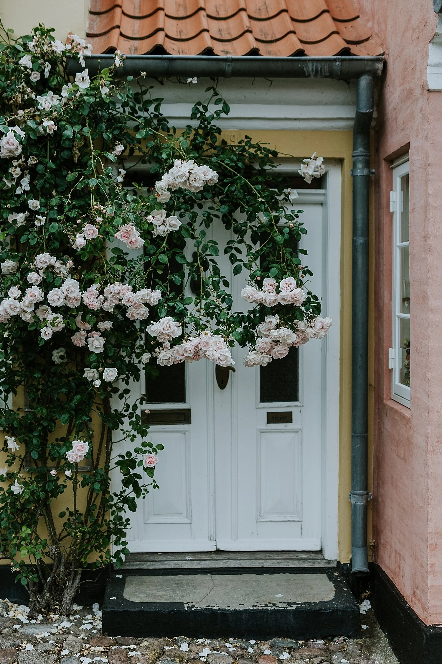 Vibrant pink climbing roses framing a traditional white wooden door of a historic house in Aeroeskoebing. A signature fairytale scenery for couples on an elopement honeymoon on Aeroe Island in Denmark.