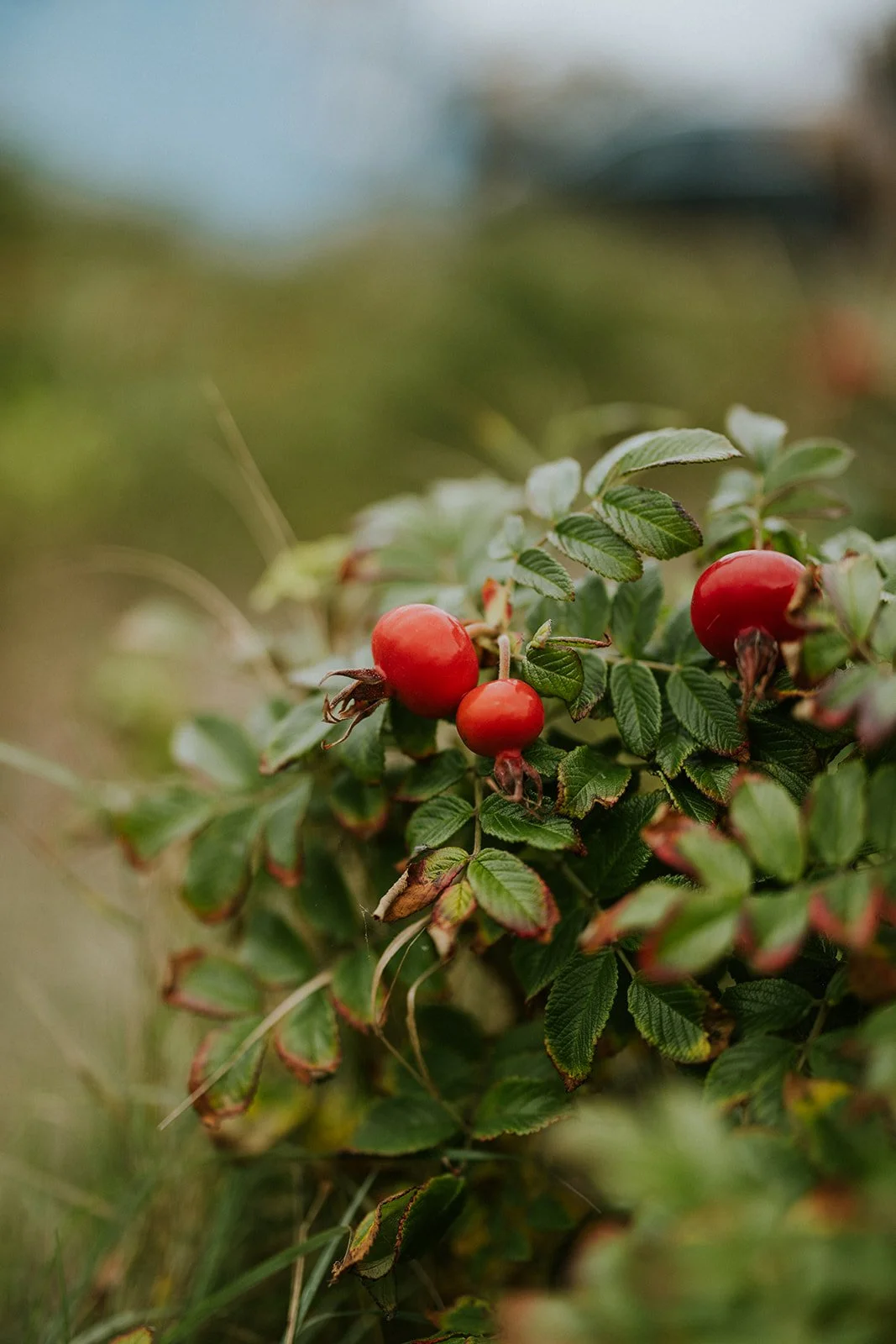 Wild Coastal Nature on Aero Island