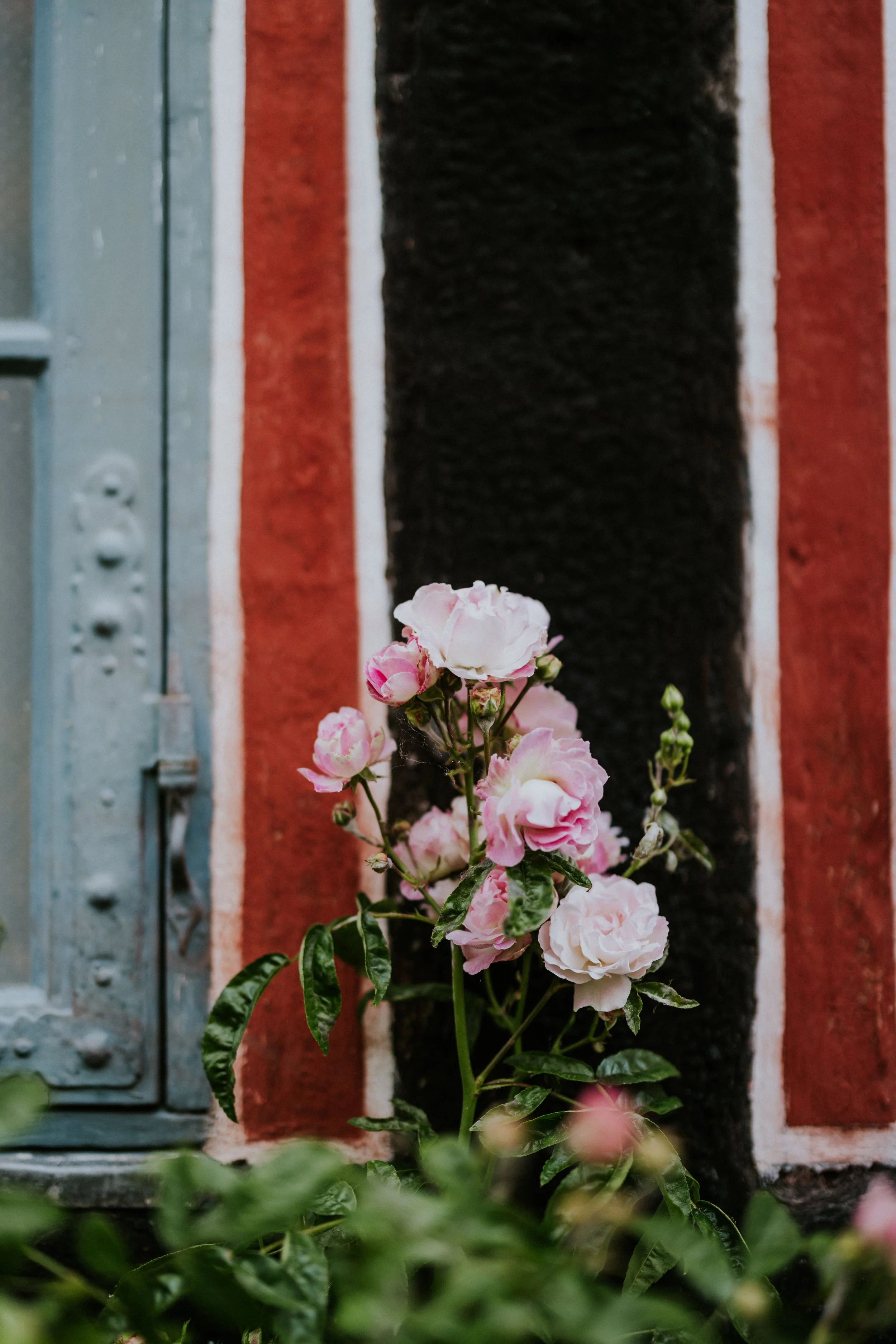 pink-roses-black-half-timbered-house.jpg