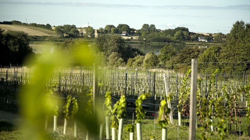 Rows of grapevines growing at the Aeroe Vin vineyard. A unique small-scale local wine production experience for couples exploring Aeroe Island in Denmark.