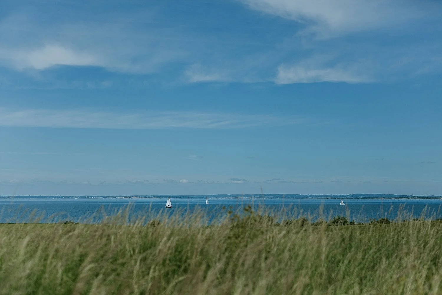 A scenic view of the blue sea with white sailing boats in the distance behind tall green grass on Aeroe Island