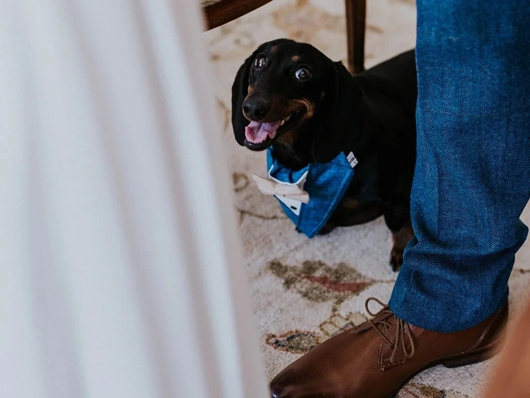 A close-up photo of a happy dachshund standing on an oriental rug between the feet of the bride and groom during an elopement ceremony.