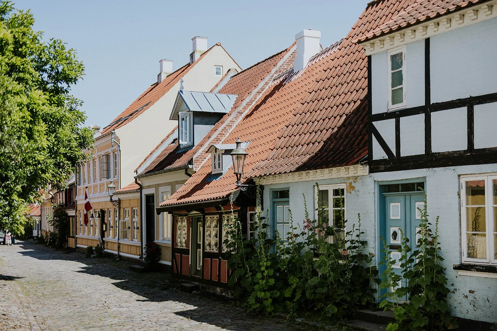 A sunlit street in Aeroskobing with preserved timber-framed houses in light blue, yellow, and red, with early hollyhock leaves growing along the cobblestones in May.