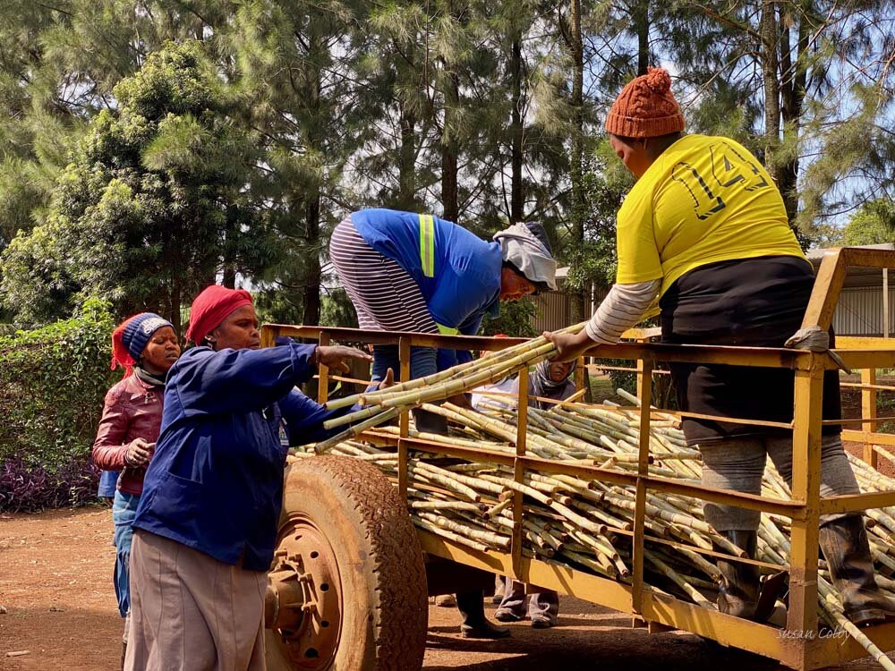 Workers offloading freshly harvested cane