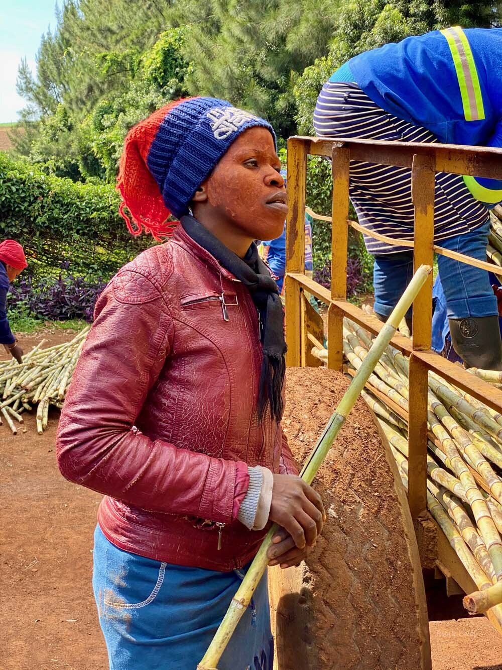 One of the women who harvest the cane