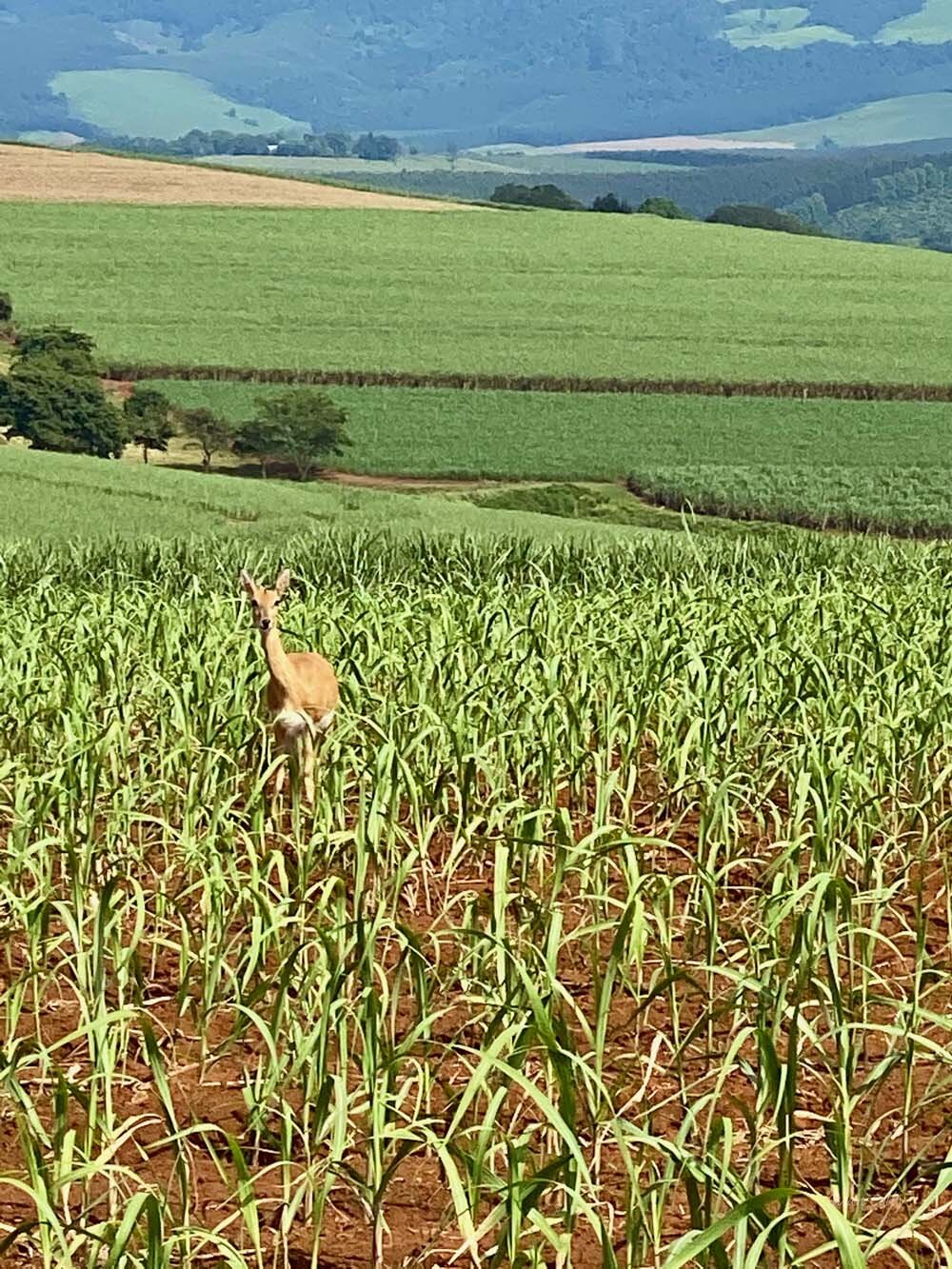 One of 6 endangered oribis that live on the farm