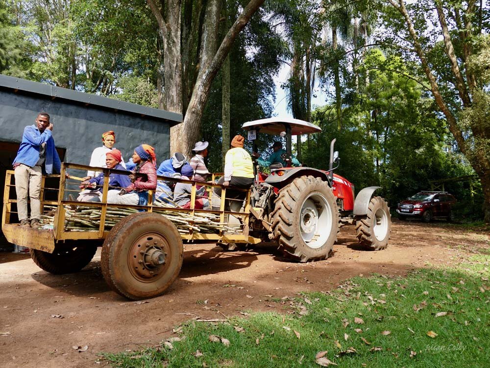 The sugar cane arrives for crushing